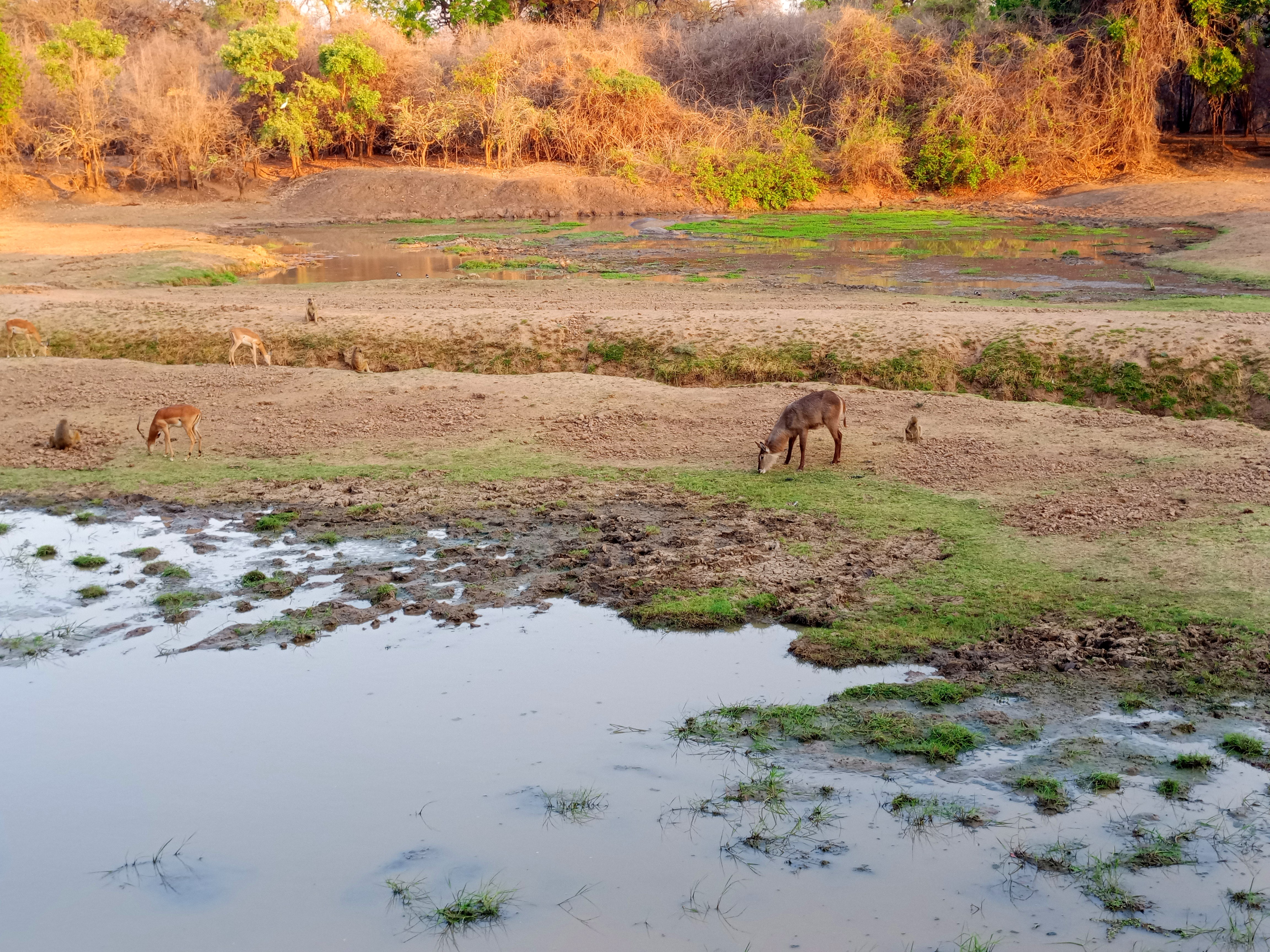 Wildlife at a waterhole near South Luangwa